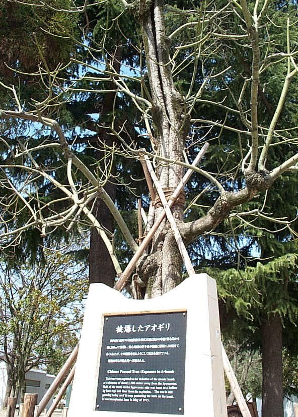 Hiroshima tree survived the blast